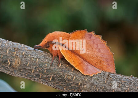 lappet (Gastropacha quercifolia, Phalaena quercifolia), on a twig, Germany Stock Photo