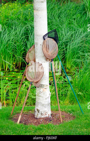 birch (Betula spec.), dip nets leaning against a beech trunk near a garden pond, Germany Stock Photo