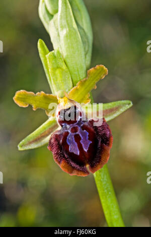 Monte Gargano ophrys (Ophrys garganica, Ophrys passionis ssp. garganica, Ophrys sphegodes ssp. garganica), flower, Italy Stock Photo