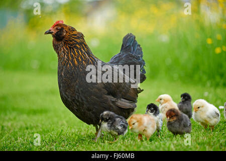 domestic fowl (Gallus gallus f. domestica), domestic hen with chicks in a meadow, Germany Stock Photo