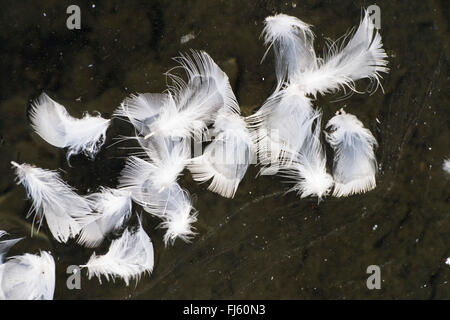 Black Headed Gull feathers floating on the widlfowl lake at Grange over Sands, Cumbria, UK. Stock Photo