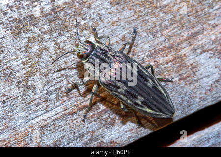 European sculptured pine borer (Chalcophora mariana), larva, Germany ...