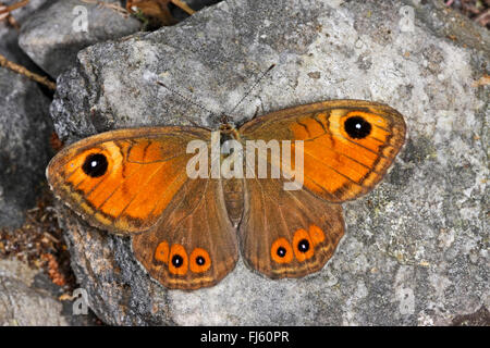 Large Wall Brown, Wood-nymph (Lasiommata maera), on a stone, Germany Stock Photo