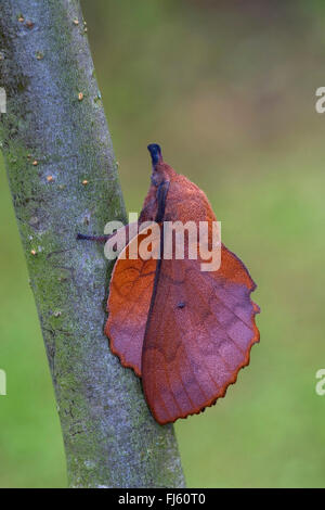 lappet (Gastropacha quercifolia, Phalaena quercifolia), on a twig, Germany Stock Photo