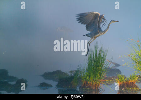 grey heron (Ardea cinerea), taking off  a swamp with morning damp, Germany, North Rhine-Westphalia Stock Photo