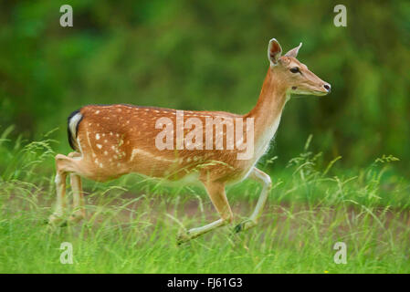 fallow deer (Dama dama, Cervus dama), hind flees in a meadow, Germany, Bavaria Stock Photo