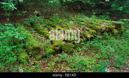moss.covered rotten stock of logs at a forest path, Germany, Baden-Wuerttemberg, Odenwald Stock Photo