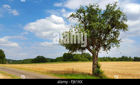 apple tree (Malus domestica), fruiting apple tree on roadside, Germany, Baden-Wuerttemberg, Odenwald Stock Photo