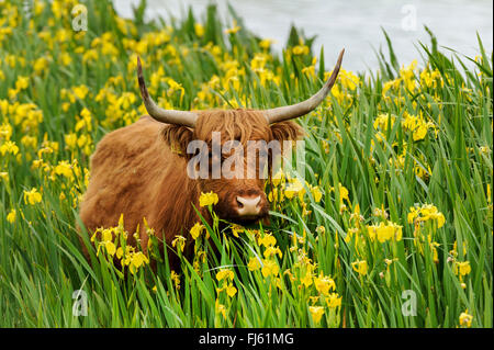 Scottish Highland Cattle, Kyloe (Bos primigenius f. taurus), in a population of yellow iris (Iris pseudacorus), Germany Stock Photo
