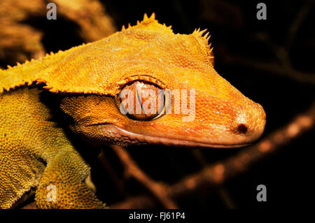 Crested Gecko, Eyelash Gecko, New Caledonian giant gecko (Rhacodactylus ciliatus, Correlophus ciliatus), portrait, New Caledonia, Ile des Pins Stock Photo