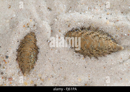 European sea mouse (Aphrodita aculeata), two sea mice on the ground Stock Photo