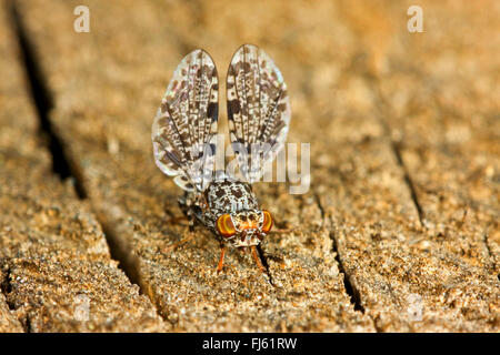 Peacock Fly, Peacock-Fly (Callopistromyia annulipes), male with typical wing movement, Germany Stock Photo