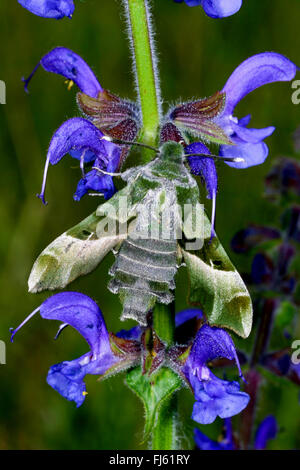 Willowherb Hawkmoth - Proserpinus proserpina Stock Photo - Alamy