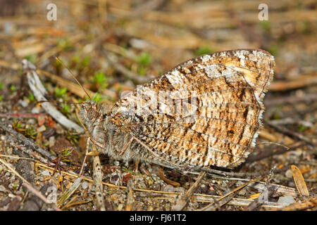 Grayling (Hipparchia semele), sits on the ground, Germany Stock Photo