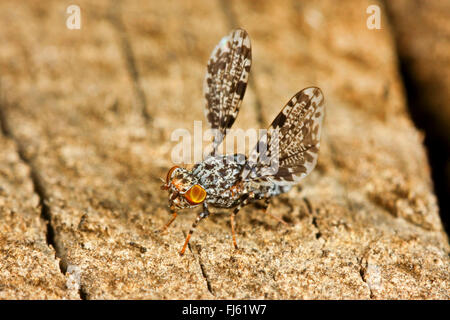 Peacock Fly, Peacock-Fly (Callopistromyia annulipes), male with typical wing movement, Germany Stock Photo