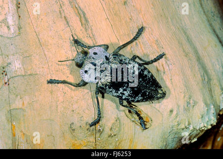 Peach Rootborer, Metallic Wood Boring Beetle (Capnodis tenebrionis), on wood, Germany Stock Photo