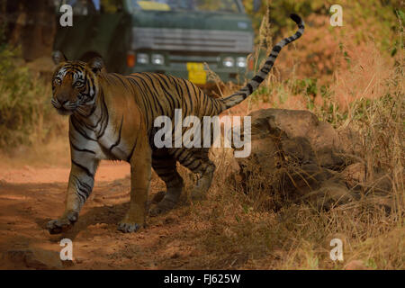 Royal Bengal Tiger female at Ranthambhor National Park, Rajasthan India Stock Photo