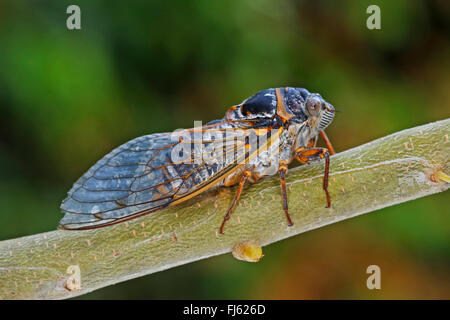 Common Southern European cicada (Lyristes plebejus, Lyristes plebeius, Tibicen plebejus, Tibicen plebeius), on a twig Stock Photo