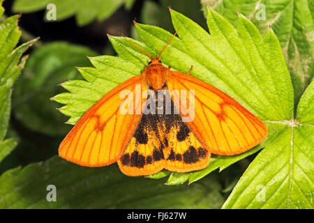 clouded buff moth (Diacrisia sannio), sits on a leaf, Germany Stock Photo
