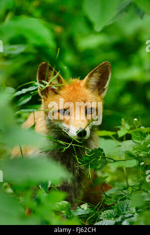 red fox (Vulpes vulpes), in the shrubbery, Germany, North Rhine-Westphalia Stock Photo