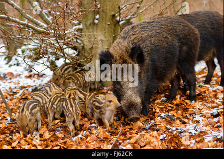 wild boar, pig, wild boar (Sus scrofa), wild sow with shoats in a forest, Germany, North Rhine-Westphalia, Sauerland Stock Photo