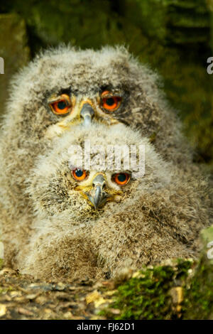 northern eagle owl (Bubo bubo), two young northern eagle ows in the nest, Germany Stock Photo