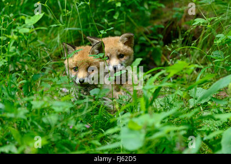 red fox (Vulpes vulpes), two fox cubs in the shrubbery at the burrow, Germany, North Rhine-Westphalia Stock Photo