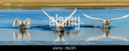 mute swan (Cygnus olor), four mute swans take off a strech of water, Germany, North Rhine-Westphalia Stock Photo