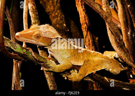 Crested Gecko, Eyelash Gecko, New Caledonian giant gecko (Rhacodactylus ciliatus, Correlophus ciliatus), male, New Caledonia, Ile des Pins Stock Photo