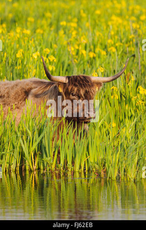 Scottish Highland Cattle, Kyloe (Bos primigenius f. taurus), in a population of yellow iris (Iris pseudacorus), Germany Stock Photo