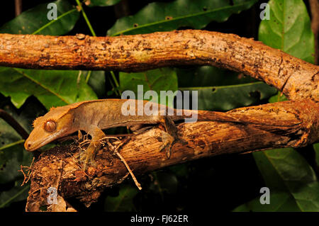 Crested Gecko, Eyelash Gecko, New Caledonian giant gecko (Rhacodactylus ciliatus, Correlophus ciliatus), sits on a branch, New Caledonia, Ile des Pins Stock Photo