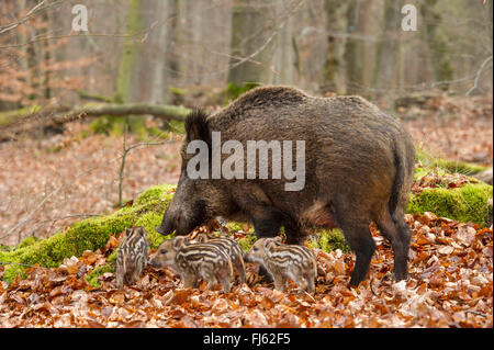 wild boar, pig, wild boar (Sus scrofa), wild sow with shoats in a forest, Germany, North Rhine-Westphalia, Sauerland Stock Photo