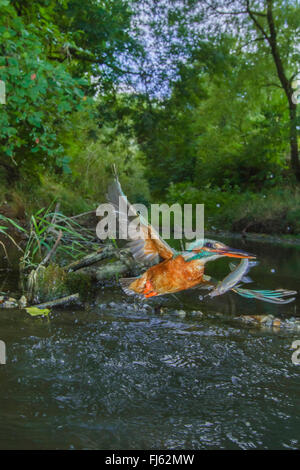 river kingfisher (Alcedo atthis), female flying with captured fish from the river, Germany, Bavaria, Isental Stock Photo