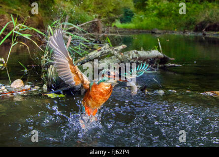 river kingfisher (Alcedo atthis), female starting with captured fish from the river, Germany, Bavaria, Isental Stock Photo