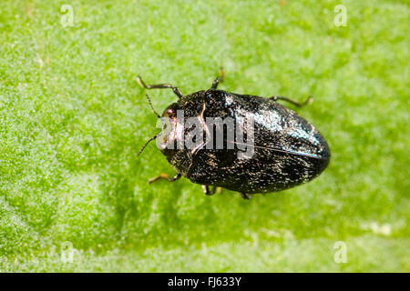 Metalic wood-boring beetle (Trachys minutus), sits on a leaf, Germany Stock Photo