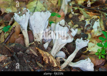 sinuous chanterelle (Craterellus sinuosus, Pseudocraterellus undulatus, Pseudocraterellus sinuosus), fruiting body, Germany Stock Photo