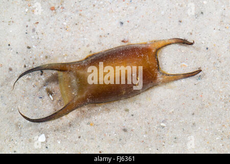 Spotted ray, Spotted homelyn ray, Spotted skate, Homelyn ray (Raja montagui), leathery egg case Stock Photo