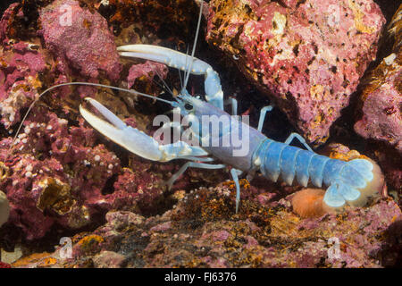 common lobster, European clawed lobster, Maine lobster (Homarus gammarus, Homarus vulgaris), on stones Stock Photo