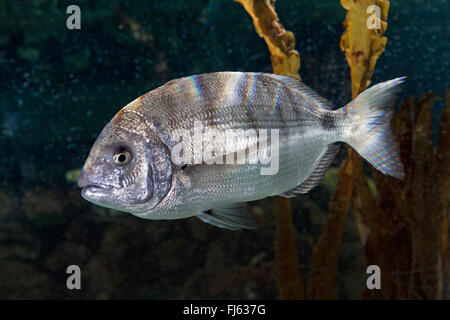 White seabream, White sea bream, White bream, Sargo (Diplodus sargus), swimming Stock Photo