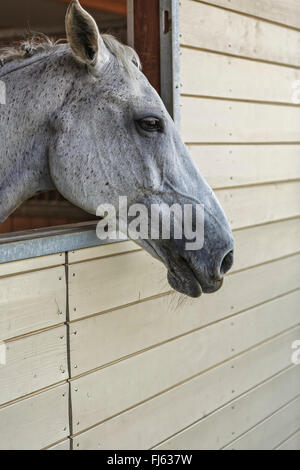 A flea bitten gray thoroughbred horse with pulled mane out in a paddock ...