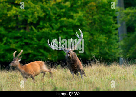 red deer (Cervus elaphus), alpha male chases brocket, Denmark