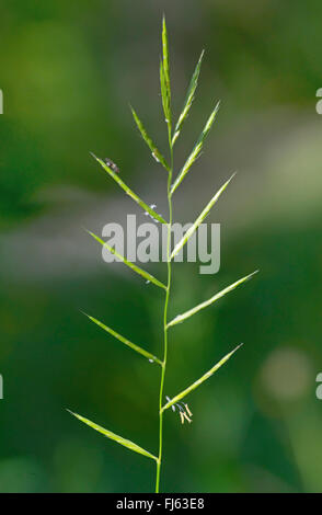 tor-grass (Brachypodium pinnatum), spike, Austria, Tyrol Stock Photo