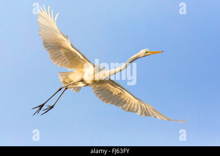 great egret, Great White Egret (Egretta alba, Casmerodius albus, Ardea alba), in flight, from below, Germany, Bavaria, Niederbayern, Lower Bavaria Stock Photo
