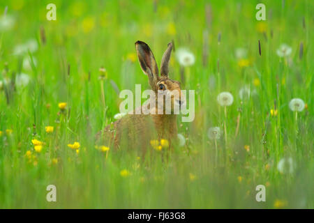 European hare, Brown hare (Lepus europaeus), sits in a spring meadow, Germany Stock Photo
