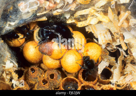 brown-banded carder bee (Bombus humilis), in its nest, Germany Stock Photo