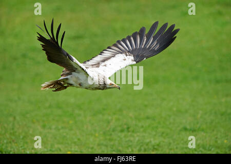 Egyptian vulture (Neophron percnopterus), juvenile Egyptian vulture, Germany Stock Photo