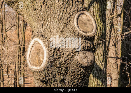 A poplar tree trunk with three scars due to branches having been cut Stock Photo