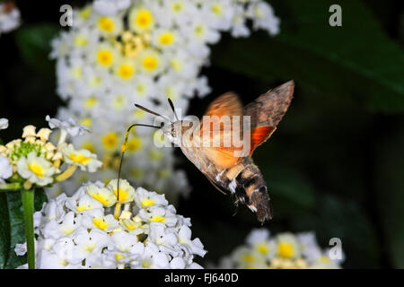 Hummingbird hawkmoth (Macroglossum stellatarum), hovering in front of Lantana, Germany Stock Photo