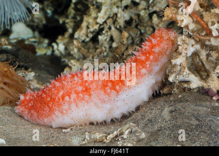 sea-cucumber (Parastichopus tremulus), on the ground Stock Photo