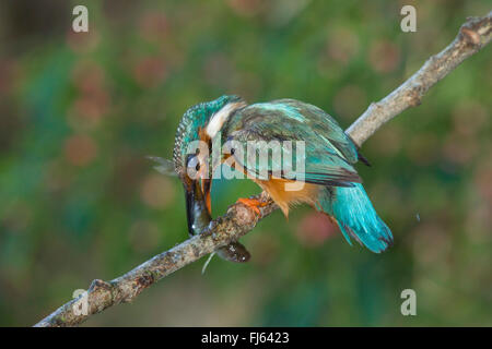 river kingfisher (Alcedo atthis), female killing with protecting closed nictitating membrane a captured fish, Germany, Bavaria, Isental Stock Photo